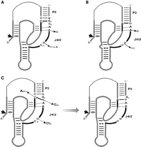 Proposed Secondary Structures For The HDV Self Cleaving RNA Motifs A