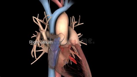 Right Atrium Heart Human Body Education Stock Illustration