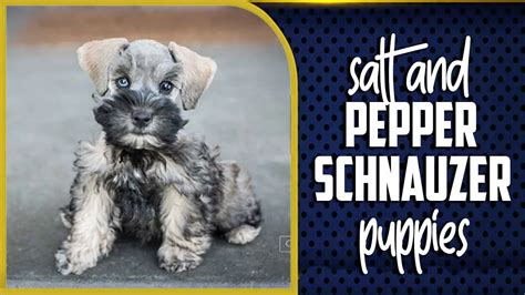 Salt And Pepper Schnauzer Puppies - Comprehensive Guide