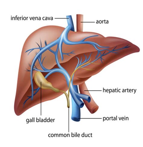 Endocrine Exocrine Liver And Pancreas Flashcards Quizlet