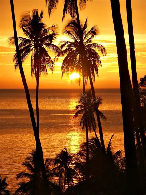 Tropical Beach Sunset Palm Tree Silhouette