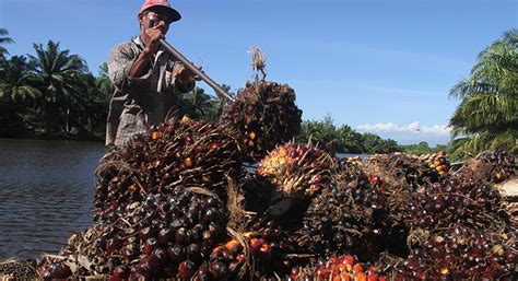 Permintaan Minyak Sawit Bangladesh Meningkat