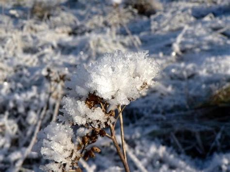 Free picture: frost, nature, landscape