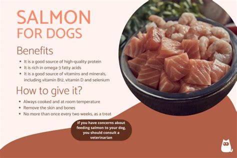 Can Dogs Eat Salmon? - Benefits, Contraindications and Side Effects