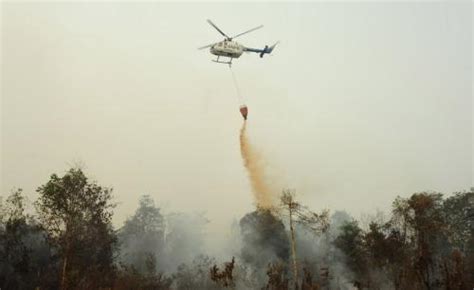 3 517 Hektare Hutan Dan Lahan Di Riau Terbakar Okezone News