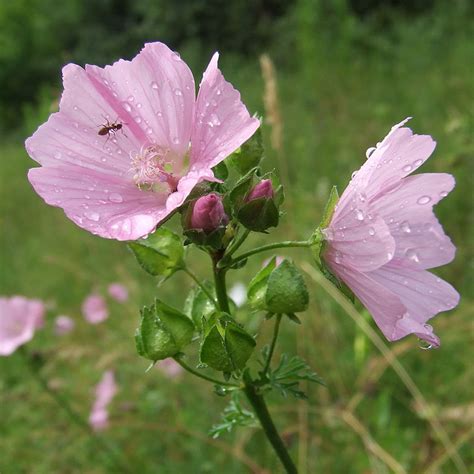 Musk Mallow Malva Moschata Wild Wales Seeds