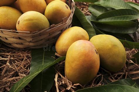 Indian Alphonso Mangoes Hanging On Mango Tree Mangifera Indica Stock