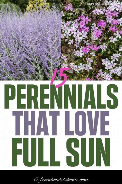 Full sun perennials low maintenance plants that thrive in sun – Artofit