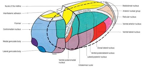 Thalamus: location, relations, parts, nuclei and main connections | Medical school studying ...