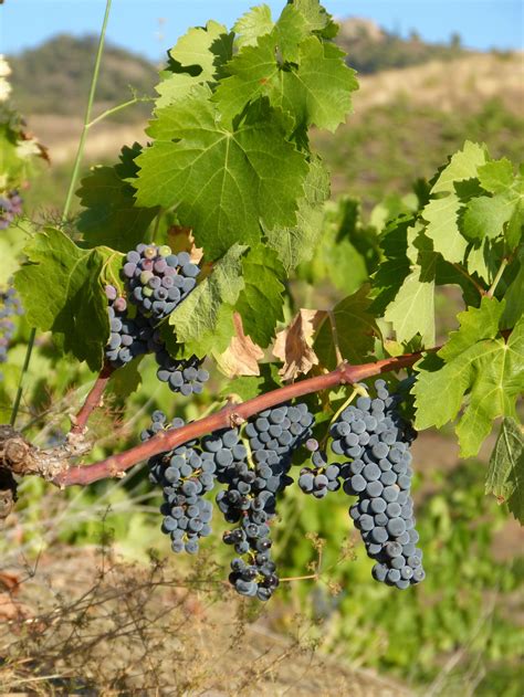 Fotos gratis árbol uva viñedo campo Fruta hoja flor comida