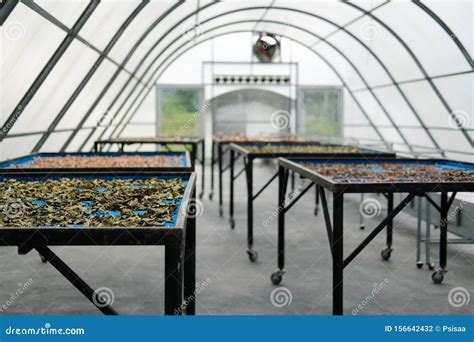 Herb Spice Drying In Sun Solar Dryer Greenhouse By Sunlight Stock Photo