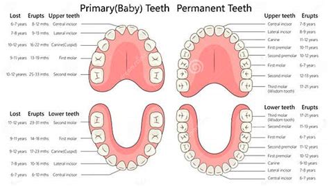 Primary and Permanent Teeth Development Diagram Stock Illustration ...