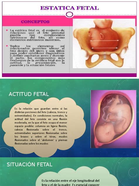 Estatica Fetal Pdf Anatomía Humana Bienestar