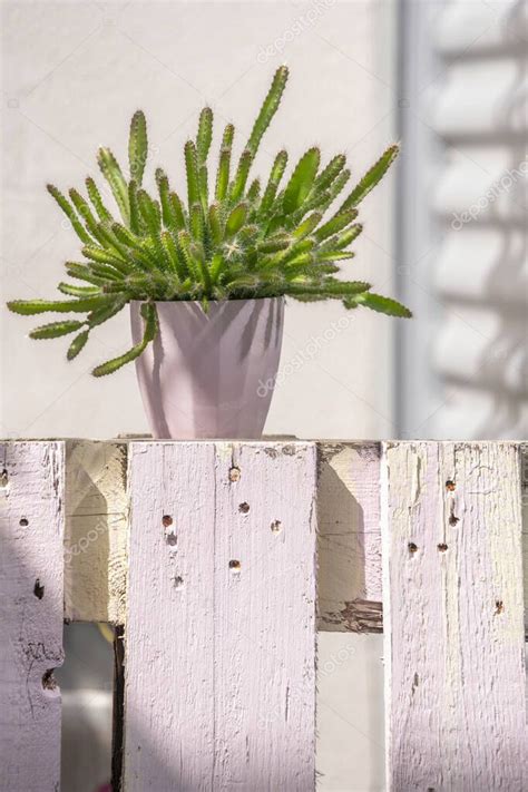 Hylocereus Undatus Al Sol En Maceta Rosa Sobre Paleta Pintada Con