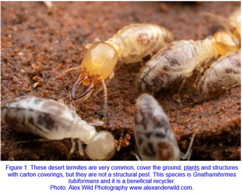 Termite Size Chart