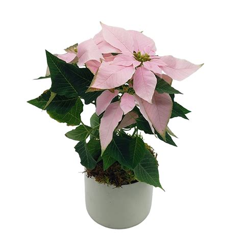 Baby Pink Poinsettia Fleurs De La Sagesse Beirut Lebanon