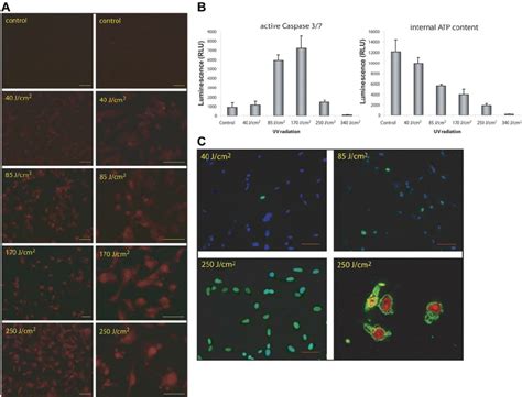 Uv Light Induces Ros Generation And Apoptosis In Hmec 1 Cells A