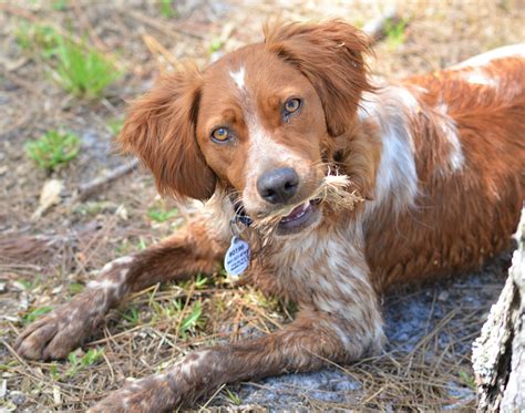 Florida Brittany Rescue Adoptable Brittany Dogs Adoptable Brittany