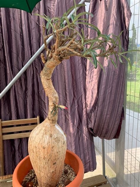 Adenium Nova Tanzania Furniture Home Living Gardening Plants