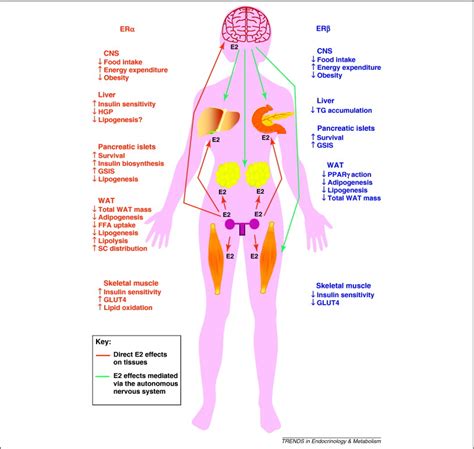 Estrogen And Androgen Receptors Regulators Of Fuel Homeostasis And Emerging Targets For