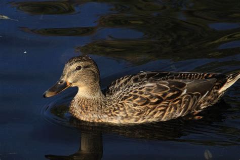 Wood Duck Smithsonian Photo Contest Smithsonian Magazine