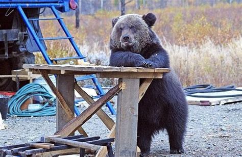 32 Funny Bears Doing Human Things