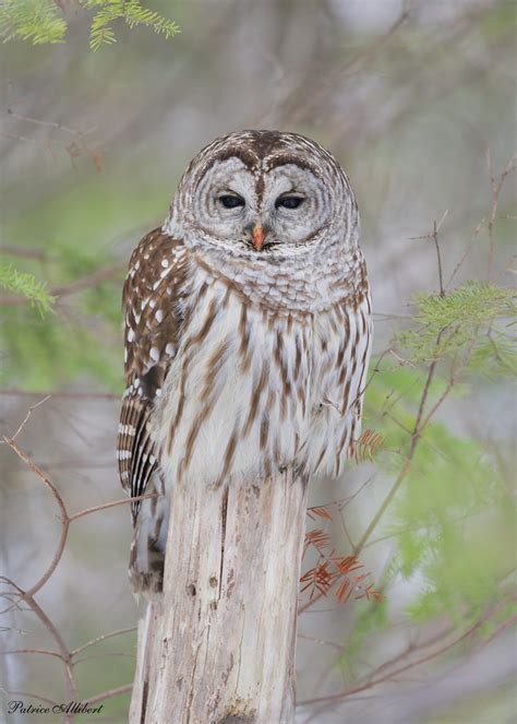 Chouette Ray E Barred Owl Patrice Allibert Flickr