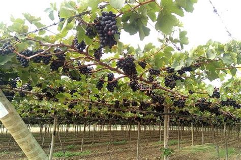 Pesquisa Internacional Para Melhorar A Sustentabilidade Da Fruticultura