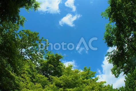 爽やかな新緑と青空 No 3521458｜写真素材なら「写真ac」無料（フリー）ダウンロードok