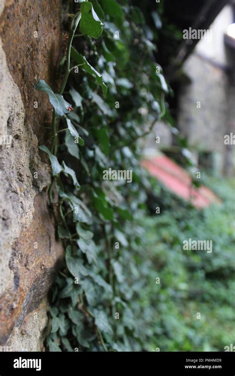 Ivy Climbing The Wall Hi Res Stock Photography And Images Alamy