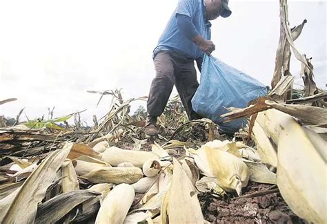 Sequía Afecta Unas 505 000 Hectáreas De Cultivos Y Deja Us 120