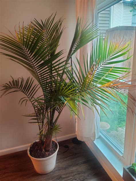 Majesty palm pruning : r/IndoorGarden