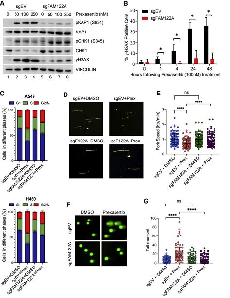 Chk Inhibitor Blocks Phosphorylation Of Fam A And Promotes