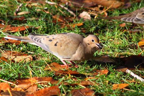 Mourning dove stock photo. Image of mourning, bird, dove - 63283024