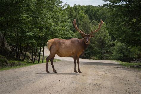 11 Moose Spirit Animal Meaning Spiritual Meaning