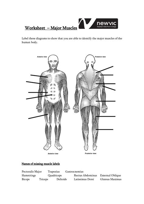 Unlabeled Muscle Diagram Worksheet Muscle Diagram Skeletal System ...