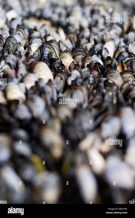 Common Or Blue Mussels Mytilus Edulis On Rocks On Bossiney Beach In