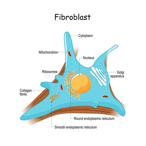 Structure Of Fibroblast Cells Stock Vector Illustration Of Collagen