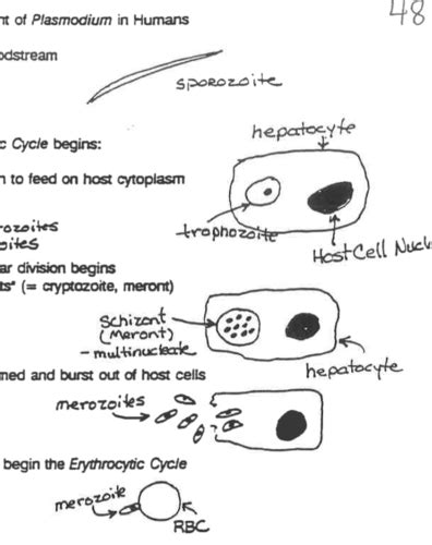 Parasitology Test Two Flashcards Quizlet