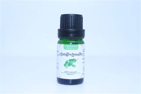 Kaffir Lime Leaf Essential Oil – Hathkal Lab