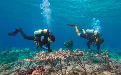 Coral Restoration in the Maldives - Soneva