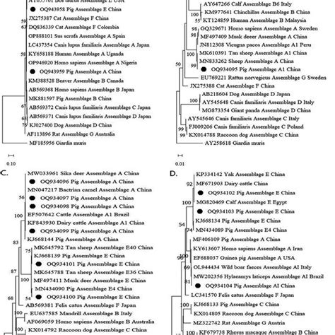 The Phylogenetic Relationships Of G Duodenalis Isolates Were Obtained