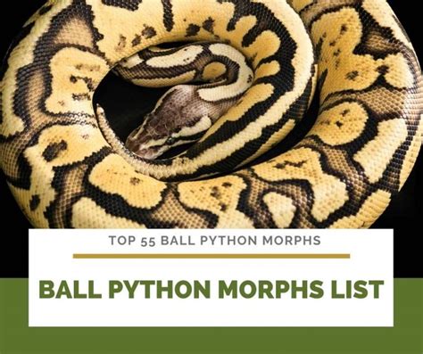 ball python morphs   morph color list  pictures