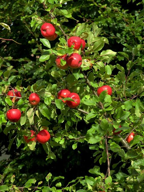 Rbol De Manzana Sucursales Fruta Foto Gratis En Pixabay