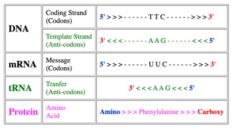 Bioc Exam Flashcards Quizlet