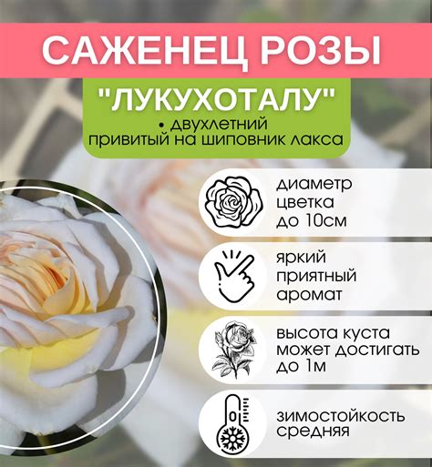 Купить саженцы Роза японская Лукухоталу с доставкой! | Florali-Flor