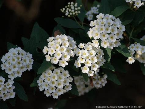 Spiraea Cantoniensis Bridal Wreath Spiraea Cape May Double White May