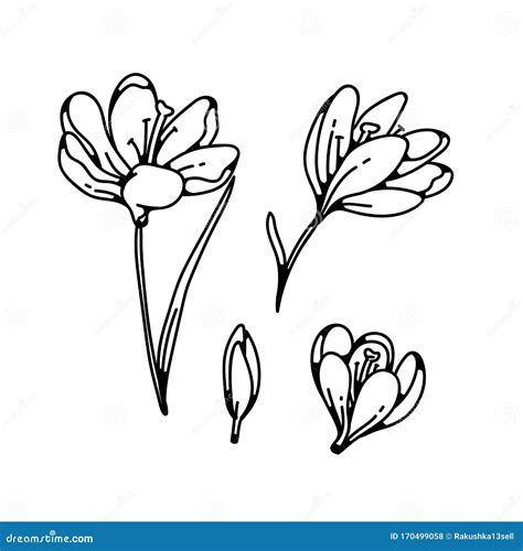 Crocus Bud And Bloom Flower Spring Primroses Set Outline Black White