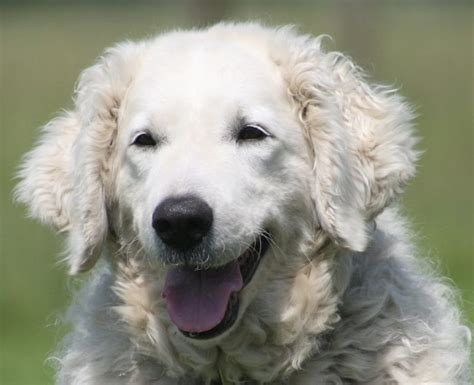 Kuvasz Hungarian Kuvasz Dog Breed Information And Images