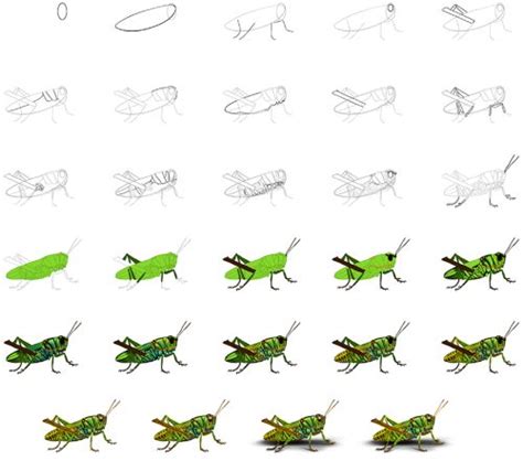 Grasshopper Drawing - Create an Intricate Grasshopper Sketch